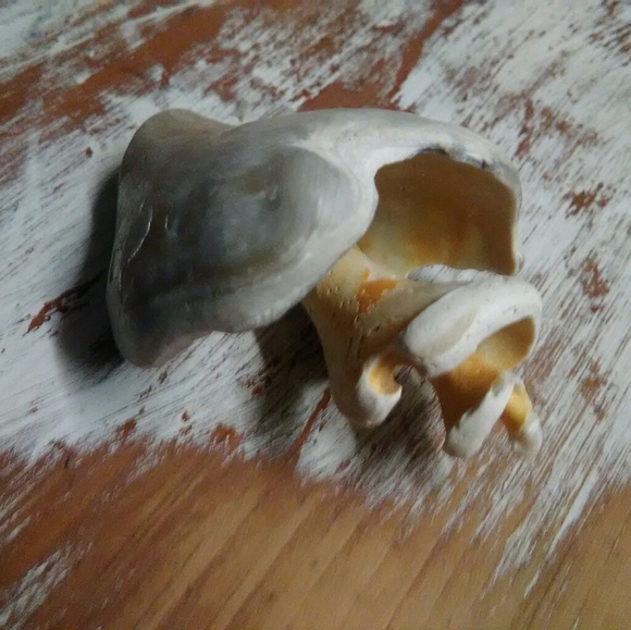 Sea Shell - Picture 4 of 5